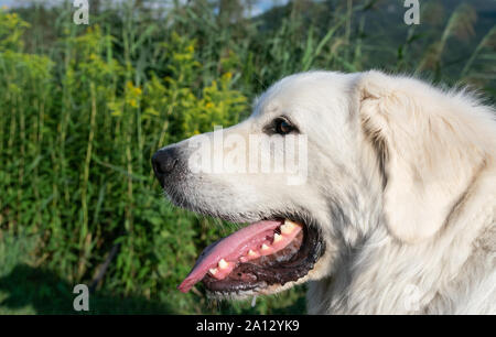 Portrait der Leiter der polnischen Tatra Schäferhund auf einem Hintergrund von Gras und Pflanzen. Stockfoto