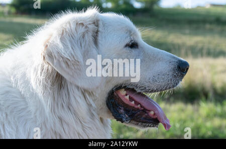 Portrait der Leiter der polnischen Tatra Schäferhund auf einem Hintergrund von Gras und Pflanzen. Stockfoto