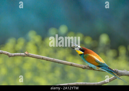Europäische Bee Eater, bunter Vogel, wilde Leben Vogel Stockfoto