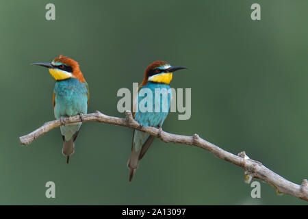 Europäische Bee Eater, bunter Vogel, wilde Leben Vogel Stockfoto