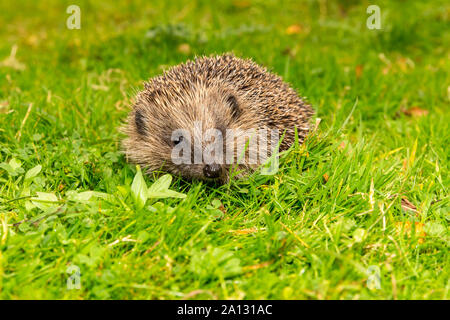 Wilde Igel, (Wissenschaftlicher Name: Erinaceus europaeus) Native, wilde Europäische Igel in einer natürlichen, grünen Umgebung. Nach vorne schließen. Stockfoto