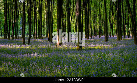 Bluebell Woods Panoramablick Stockfoto