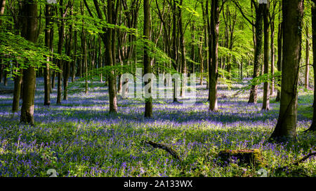 Bluebell Woods Panoramablick Stockfoto