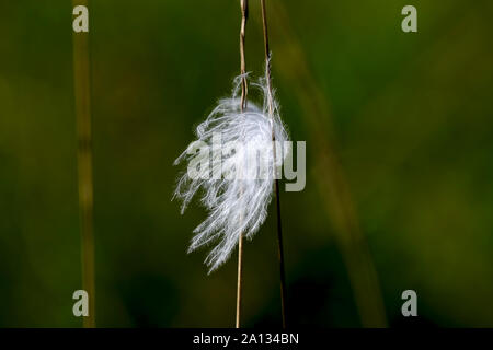 Flauschige Federkissen auf agrass klemmt Stockfoto