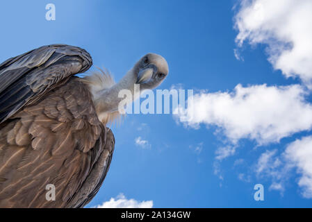 Die Froschperspektive auf Gänsegeier (Tylose in Fulvus) auf der Suche nach Beute gegen den blauen Himmel mit weißen Wolken Stockfoto