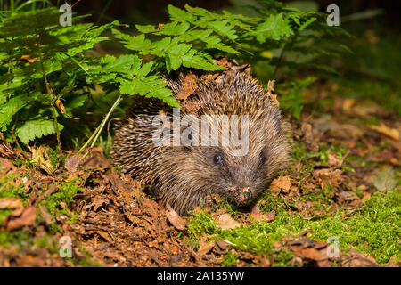 Wilde Igel, (Wissenschaftlicher Name: Erinaceus europaeus) Native, wilde Europäische Igel in der Natur Herbst Wald. Nach vorne. Close Up. Stockfoto