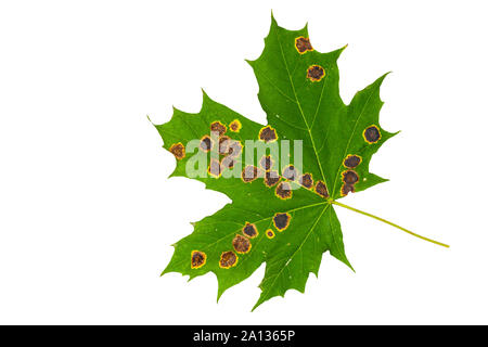 Grün beschmutzt, Sick maple leaf auf einem weißen Hintergrund. Stockfoto