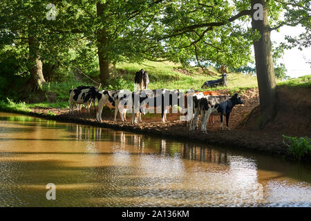 Kühe am Rande der Shropshire Union Canal in der Nähe von audlem Stockfoto