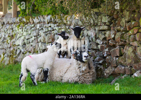 Ewe mit 3 Lämmern in der Nähe von Sedburgh, Cumbria. Drei Lämmer stehen auf einem swaledale Ewe, zeigt bemerkenswerte Geduld. Stockfoto