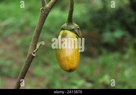 Gelbe Auberginen auf den Baum im Garten Stockfoto