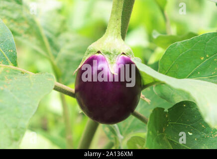Violett Aubergine auf den Baum im Garten. Lila Auberginen Stockfoto