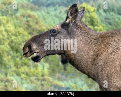 Elche oder Elch Alces alces Weiblich (Captive) Stockfoto