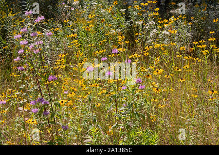 Wildblumen in der Nähe des Trans Canada Highway, Northern Ontario, Kanada Stockfoto