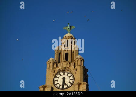 Royal Liver Building Vögel, Liverpool Stockfoto