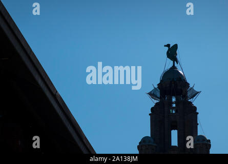 Leber vogel Skulptur, Bella, oben auf dem Royal Liver Building in Liverpool mit Meerblick Stockfoto