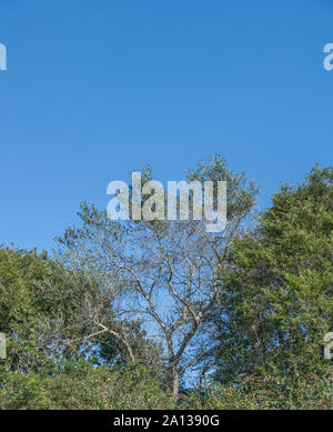 Grün-weiße Laub/Blätter von White Poplar tree/Populus alba gegen blauem Himmel. Teile einmal als Heilpflanze für pflanzliche Heilmittel verwendet. Stockfoto