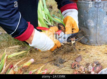 Ein Landwirt Pflaumen die Blumenzwiebeln von gladiolen mit Garten Gartenschere für nächstes Frühjahr im heimischen Garten zu speichern. Stockfoto