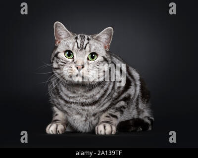 Stattliche silber tabby Britisch Kurzhaar Katze, die Festlegung nach vorne. Auf Objektiv mit faszinierenden grünen Augen. Auf schwarzem Hintergrund isoliert. Stockfoto