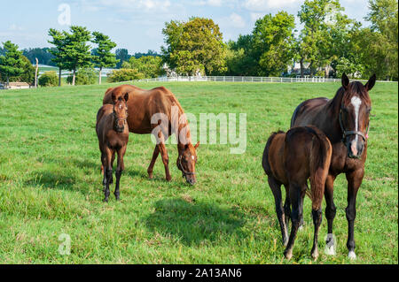 Rassigen Pferden auf einer Pferdefarm Stockfoto