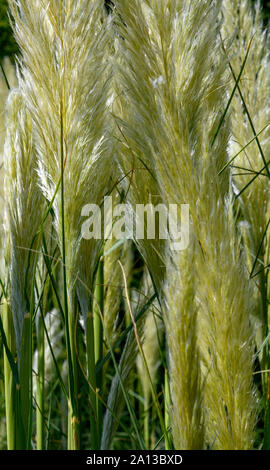 Close-up Pampas Gras - Cortaderia selloana.. Stockfoto