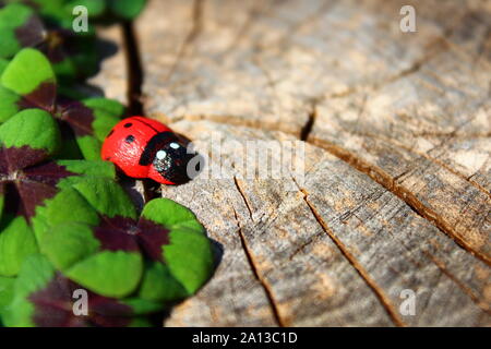 Das Bild zeigt eine glücksklee Grenze auf einem alten Baumstamm. Stockfoto