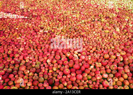 Outdoor Bild von Hunderten von Äpfeln liegend, einen full frame Bild - Johannes Gollop Stockfoto