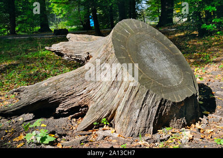 Alten Baumstumpf im Herbst Park Stockfoto