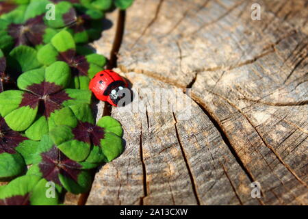 Das Bild zeigt eine glücksklee Grenze auf einem alten Baumstamm. Stockfoto