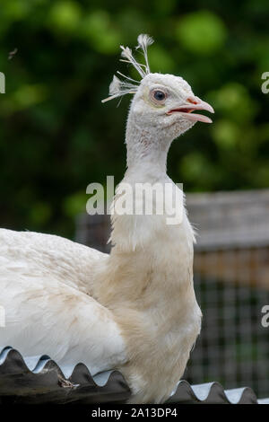 Kopf geschossen eines leucistic Pfau (Pavo cristatus) mit einem grünen Hintergrund Stockfoto