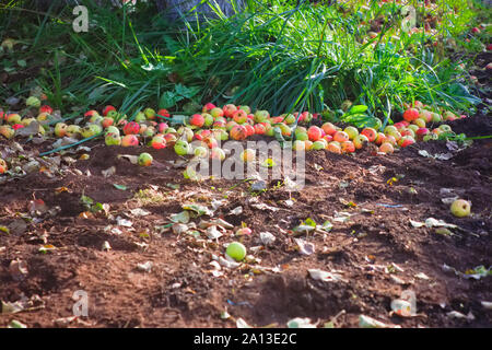 Herbst Äpfel auf dem Boden. Äpfel nach unten gefallen. Gefallenen reife Äpfel liegen auf dem Boden neben dem Apfelbaum close-up. Stockfoto