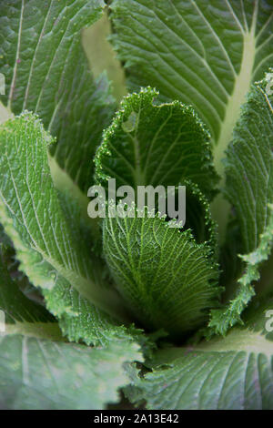 Schöne grüne Blätter von Peking Kohl, Hintergrund Stockfoto