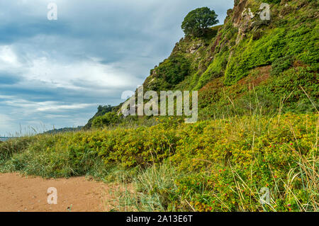 ROSEMARKIE zu CROMARTY SPAZIERGANG BLACK ISLE SCHOTTLAND KÜSTE UND STRAND MIT BEACH ROSE Rosa rugosa Büsche Stockfoto