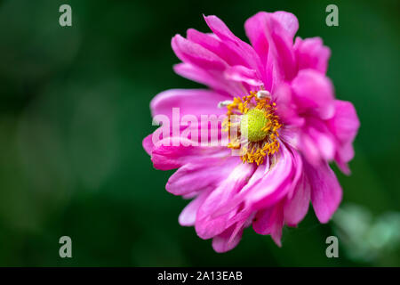 Nahaufnahme der zarten rosa Blume mit multi-layer Blütenblätter (flache Tiefenschärfe) - North Carolina Arboretum, Asheville, North Carolina, USA Stockfoto