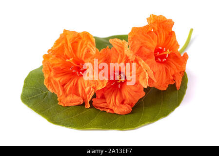 Meer-Trompete (Cordia Subcordata) isoliert auf weiss Stockfoto