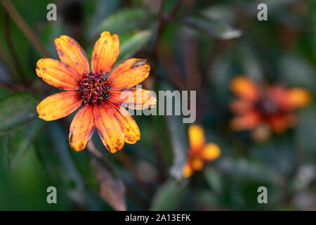 False Sunflower (Heliopsis belianthoides var. scabra 'Brennende Herzen") - North Carolina Arboretum, Asheville, North Carolina, USA Stockfoto