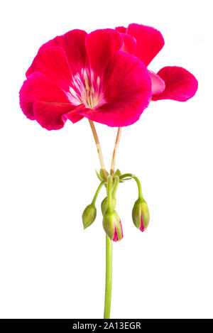 Red pelargonium Blumen auf weißem Hintergrund Stockfoto