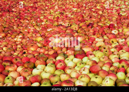 Outdoor Bild von Hunderten von Äpfeln liegend, einen full frame Bild - Johannes Gollop Stockfoto