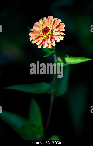 Queen Lime Serie Zinnia (Zinnia elegans 'Orange') - North Carolina Arboretum, Asheville, North Carolina, USA Stockfoto