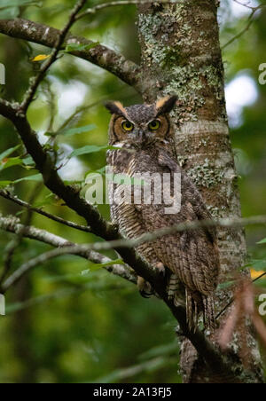 Great Horned Owl (Bubo virginianus) - Brevard, North Carolina, USA Stockfoto