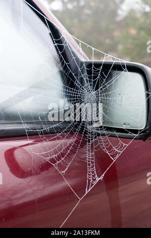 Gefrorene Spinnen im Auto Stockfoto