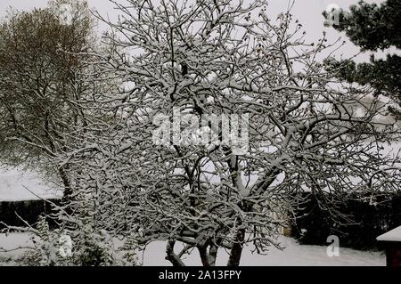 Dordolo Schnee 011210 Stockfoto