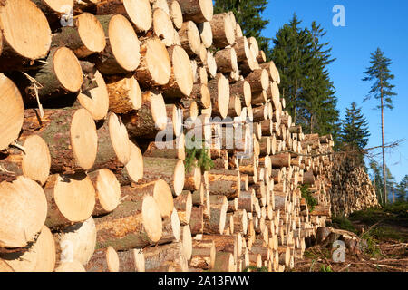 Holzstapel aus frisch geernteten Fichtenstämmen. Baumstämme im Wald geschnitten und gestapelt. Holzstämme. Stockfoto