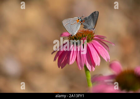 Zwei graue Hairstreak Schmetterlinge, Strymon melinus, Fütterung auf Sonnenhut, Echinacea. Kansas, USA. Stockfoto