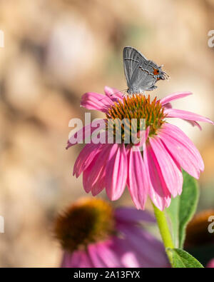 Grau Hairstreak Schmetterling, Strymon melinus, Fütterung auf Sonnenhut, Echinacea. Kansas, USA. Stockfoto