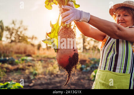 Rote Bete Ernte. Bauer zog rote Bete aus dem Boden und halten. Herbst Ernte. Arbeitnehmer Kommissionierung Gemüse. Stockfoto