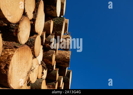 Holzstapel aus frisch geernteten Fichtenstämmen. Baumstämme im Wald geschnitten und gestapelt. Holzstämme. Stockfoto