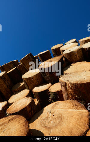 Holzstapel aus frisch geernteten Fichtenstämmen. Baumstämme im Wald geschnitten und gestapelt. Holzstämme. Stockfoto