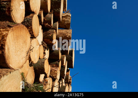 Holzstapel aus frisch geernteten Fichtenstämmen. Baumstämme im Wald geschnitten und gestapelt. Holzstämme. Stockfoto