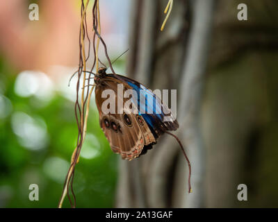 Blaue Morpho Schmetterling auf einem Weinstock Stockfoto