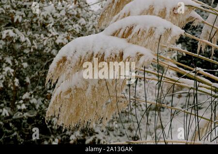 Dordolo Schnee 011210 Stockfoto